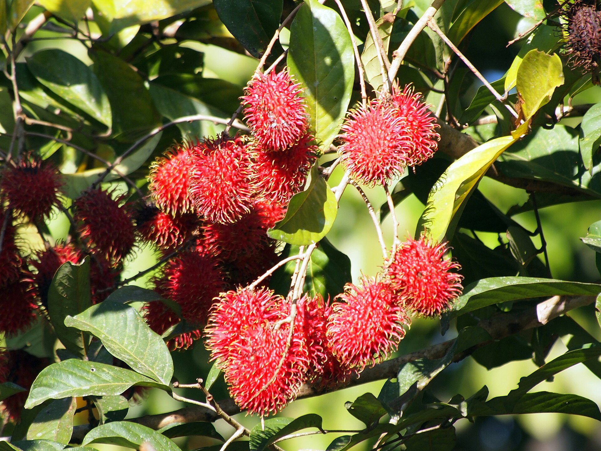 Rambutan