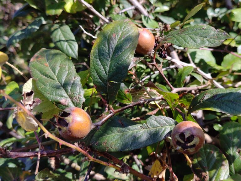 Mišpule německá (Mespilus germanica)