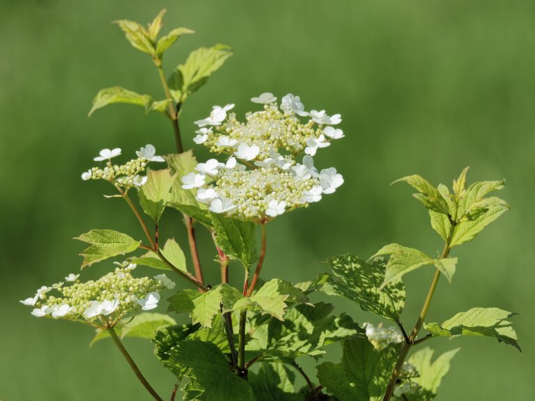 Kalina klikvová (Viburnum trilobum)