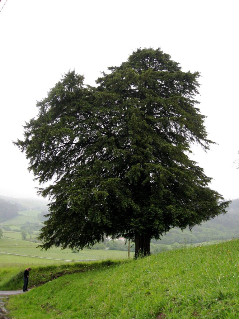Tis červený