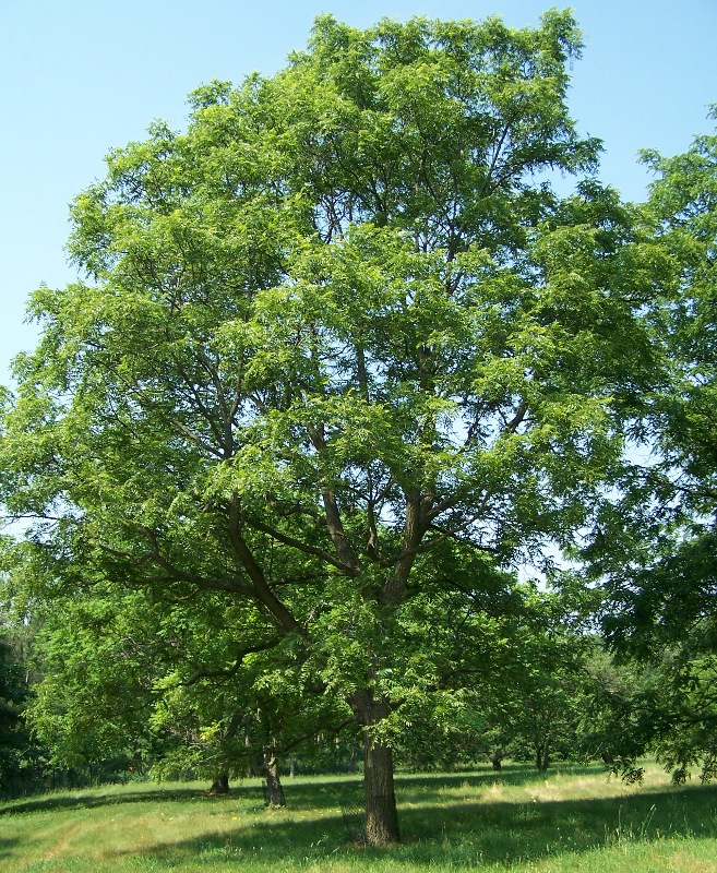 Ořešák