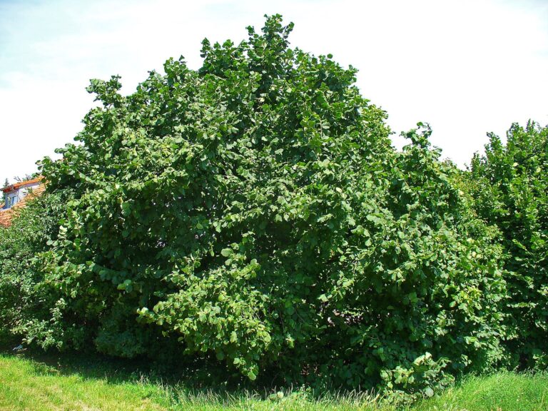 Líska