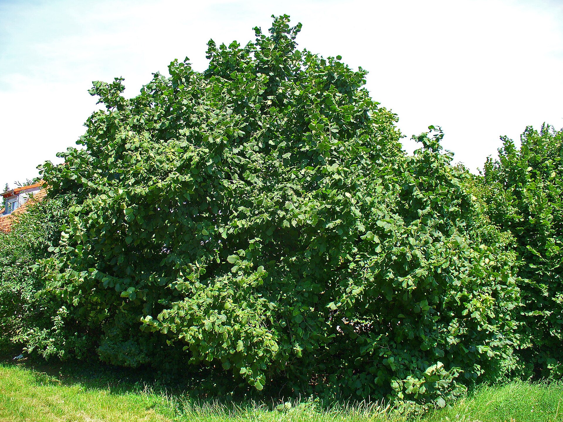 Líska