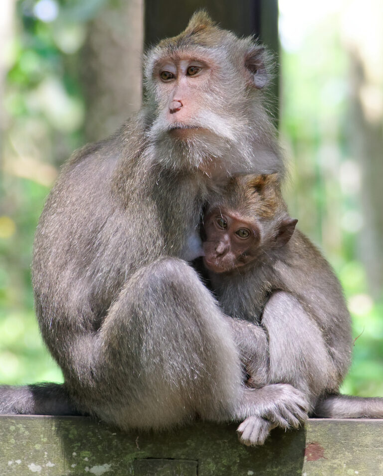 Makak jávský (Macaca fascicularis)