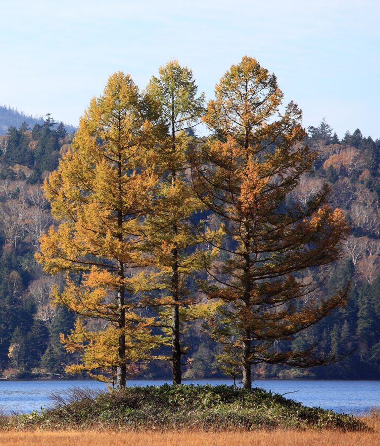 Modřín japonský (Larix kaempferi)