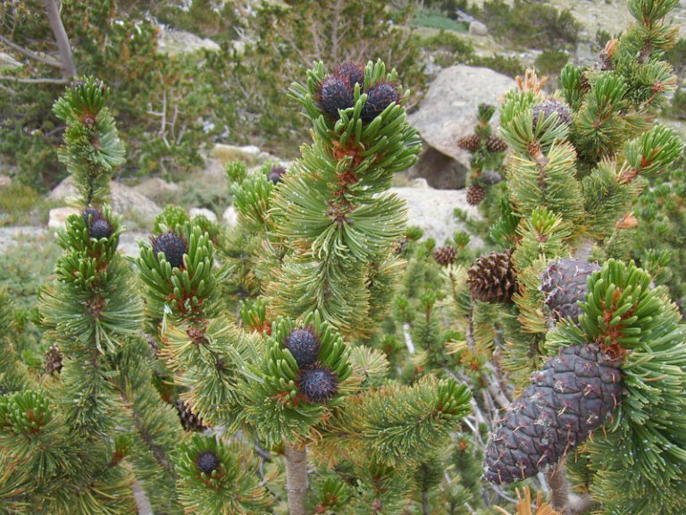 Borovice osinatá (Pinus aristata)