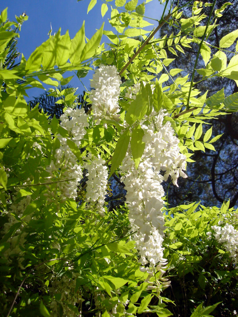 Vistárie čínská (Wisteria sinensis)