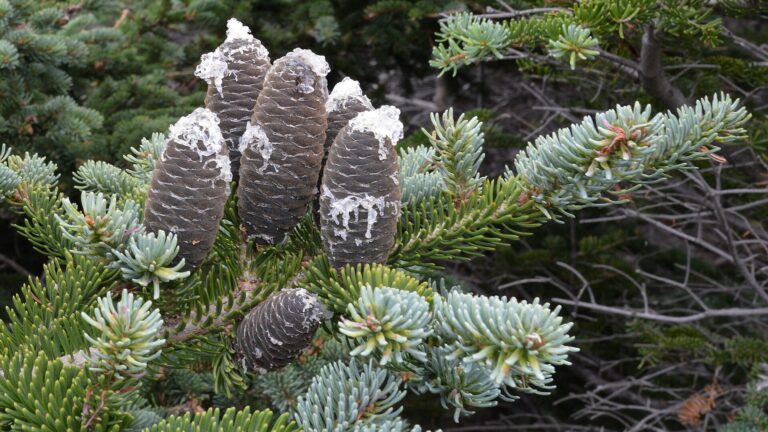 Jedle balzámová (Abies balsamea)