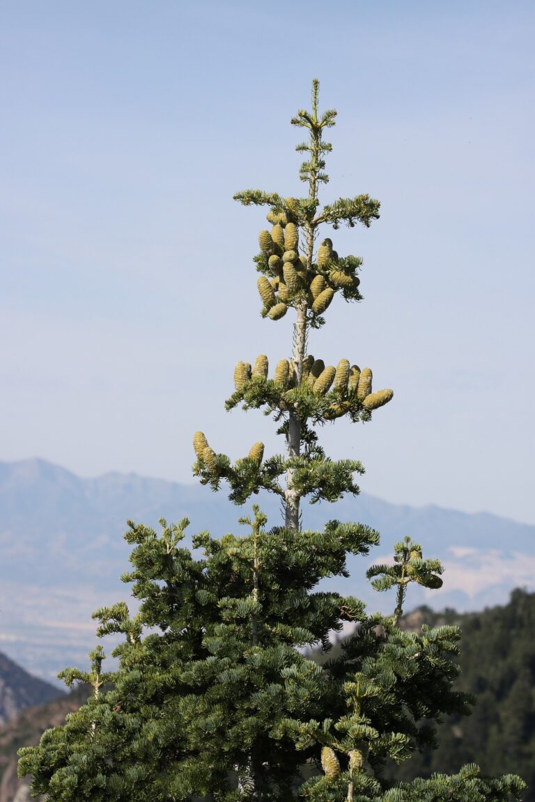 Jedle ojíněná (Abies concolor)