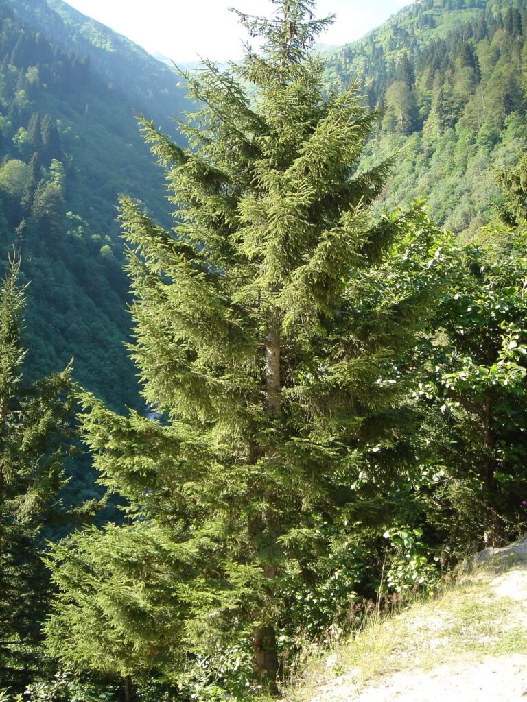 Smrk východní (Picea orientalis)