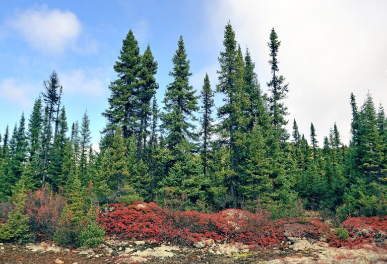 Smrk černý (Picea mariana)