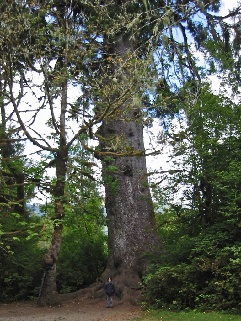 Smrk sitka (Picea sitchensis)