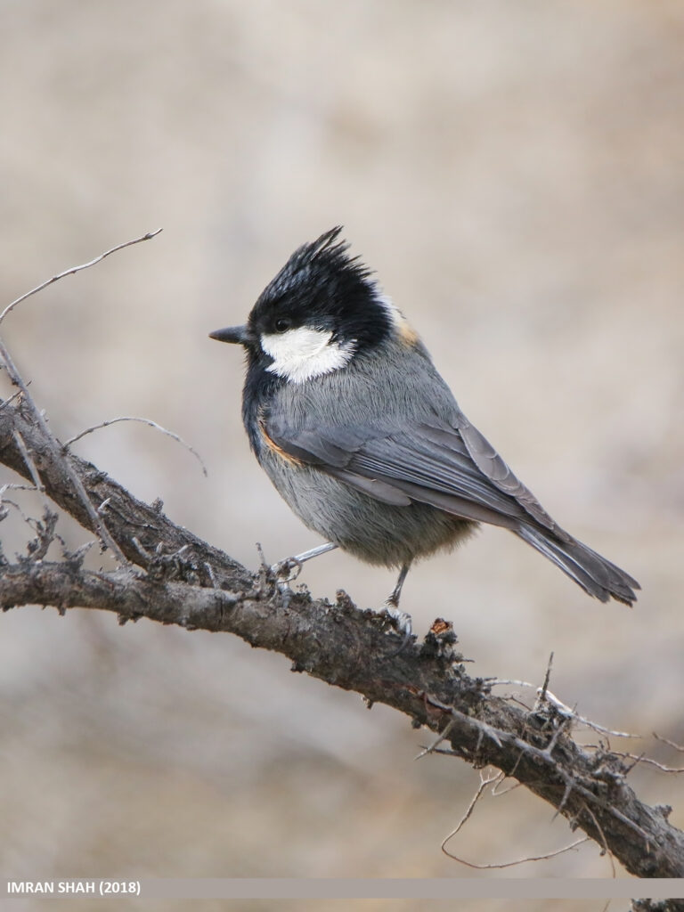 Sýkora bělolící (Periparus rufonuchalis)