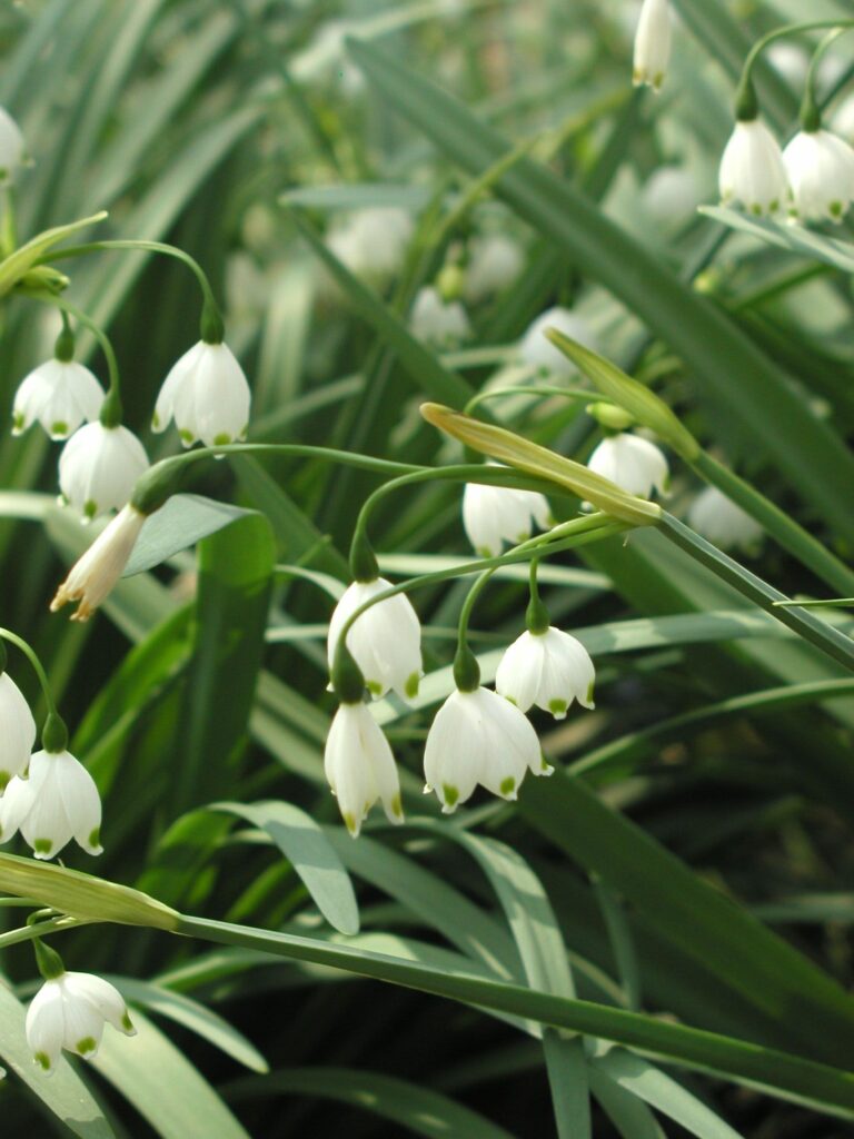 Bledule letní Bledule letní (Leucojum aestivum)