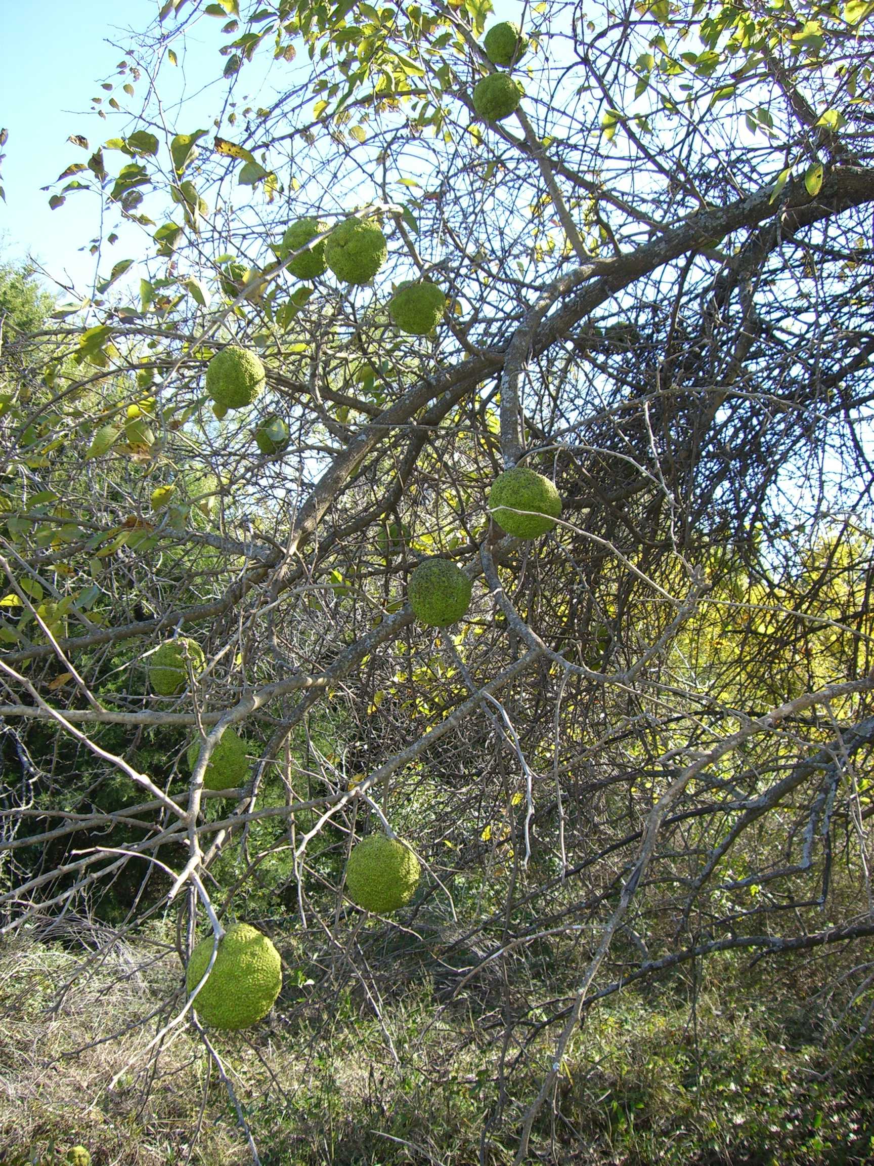 Maklura oranžová