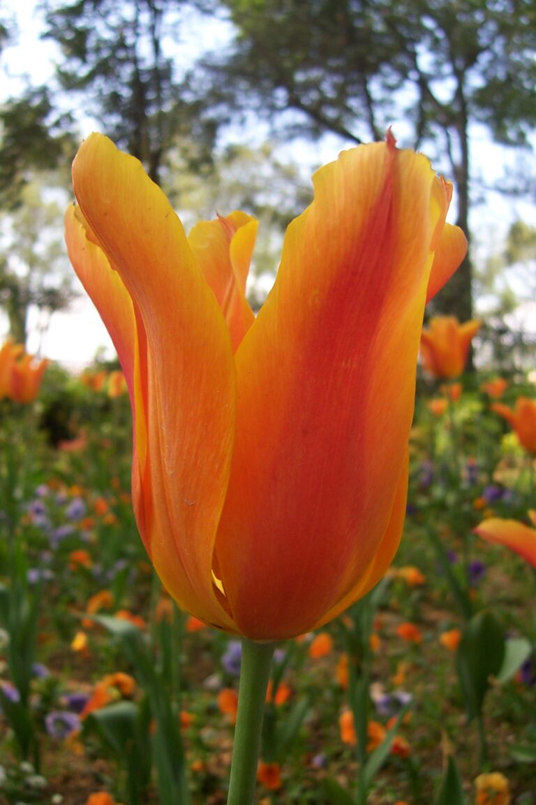 Tulipán fosterův (Tulipa fosteriana)