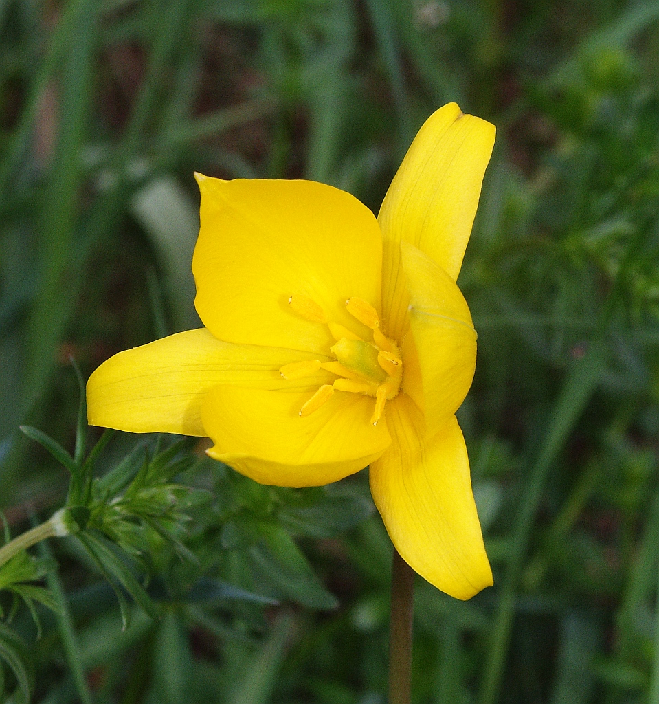 Tulipán lesní
