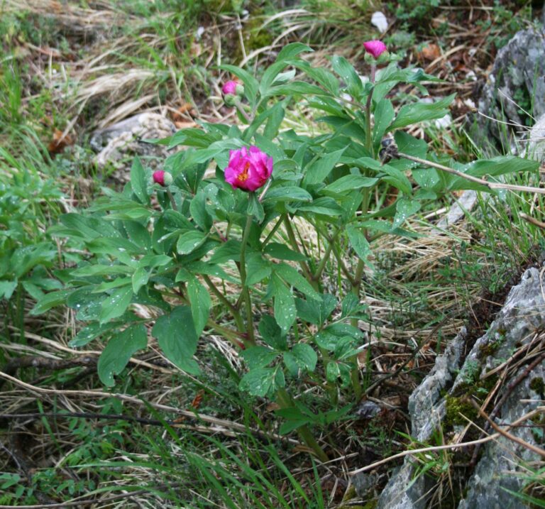 Pivoňka lékařská (Paeonia officinalis)