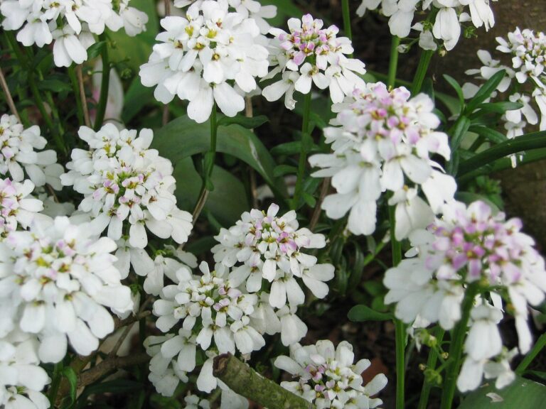 Iberka vždyzelená (Iberis sempervirens)