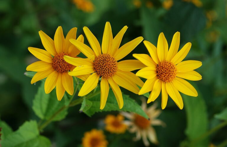 Janeba drsná (Heliopsis helianthoides)