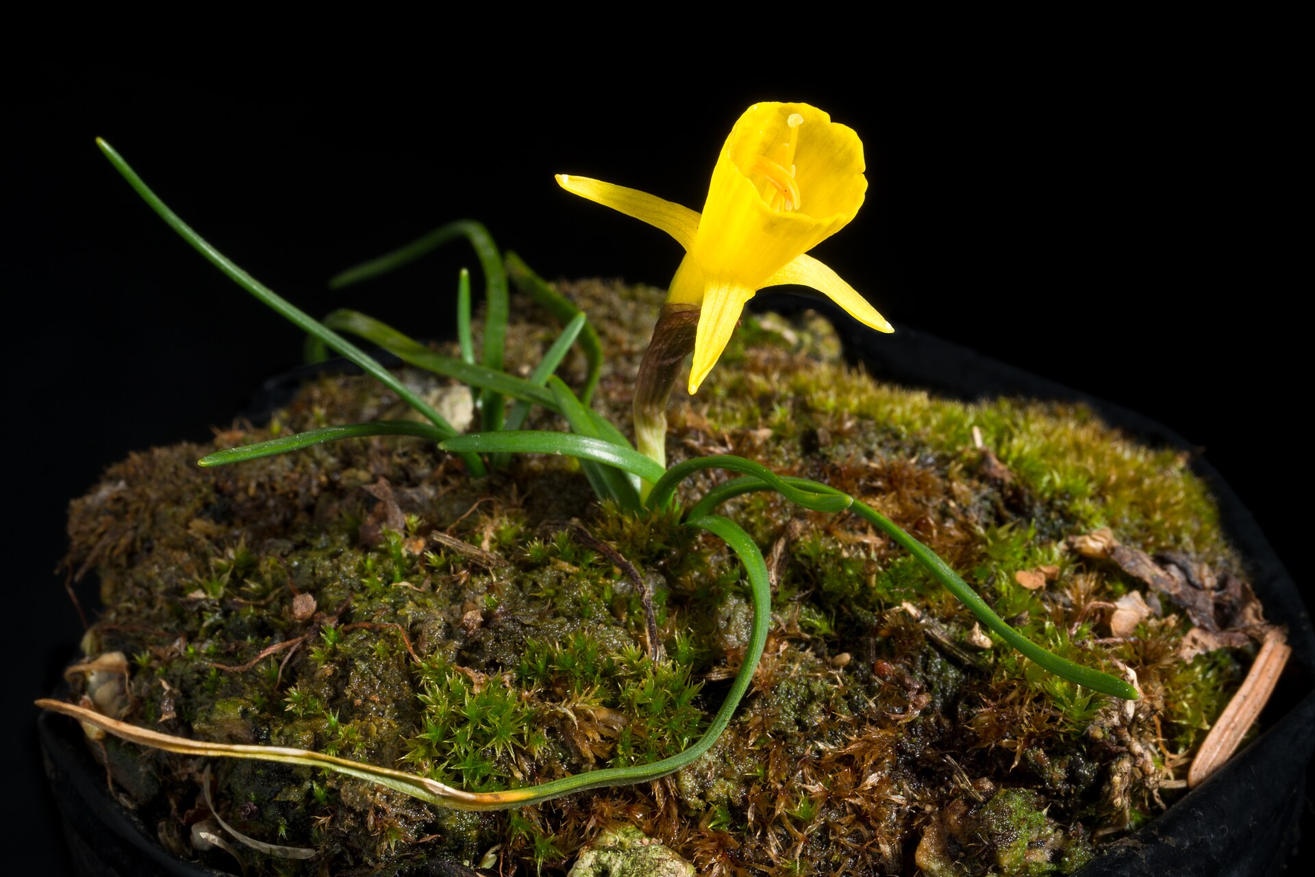 Narcis sukničkový