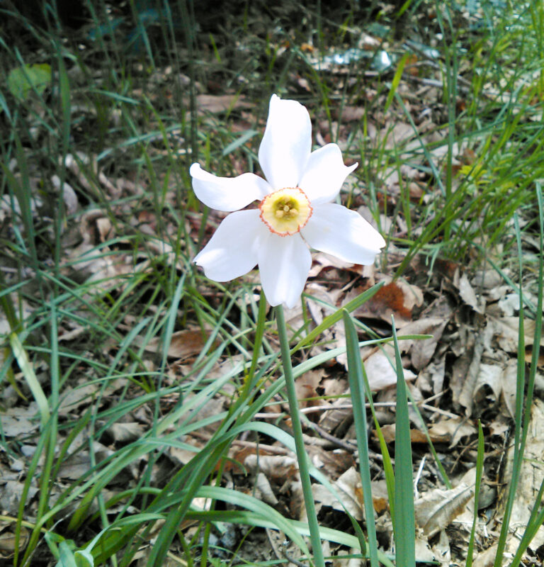 Narcis bílý (Narcissus poeticus)