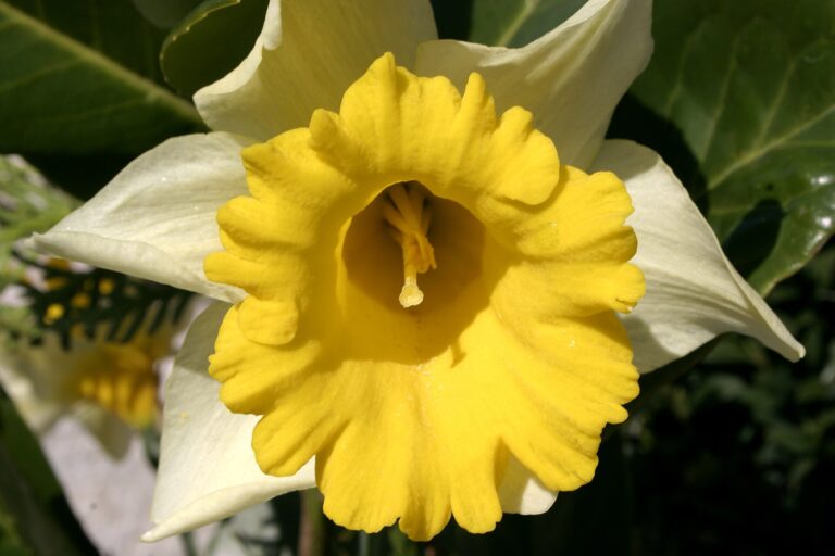 Narcis žlutý (Narcissus pseudonarcissus)