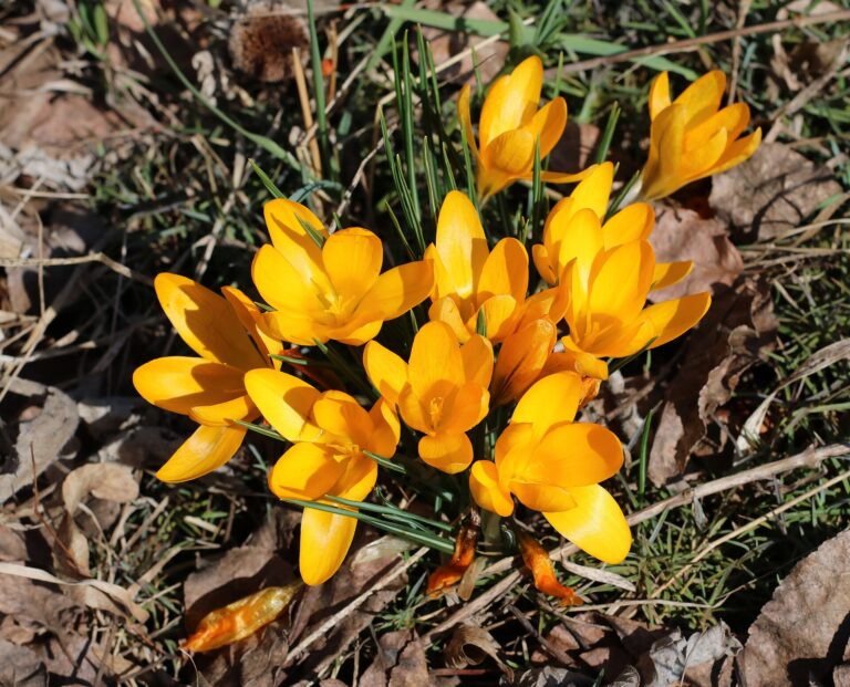 Šafrán žlutý (Crocus flavus)