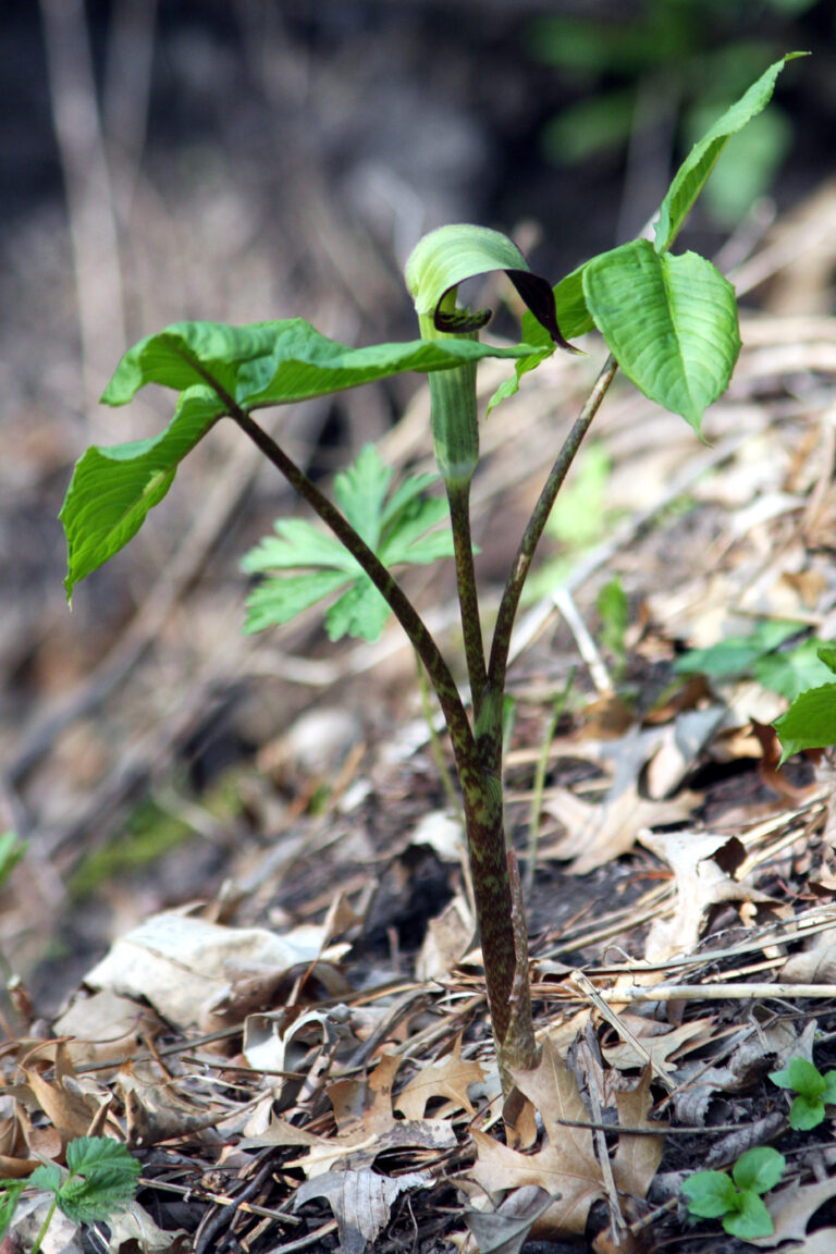 Arisema trojlistá