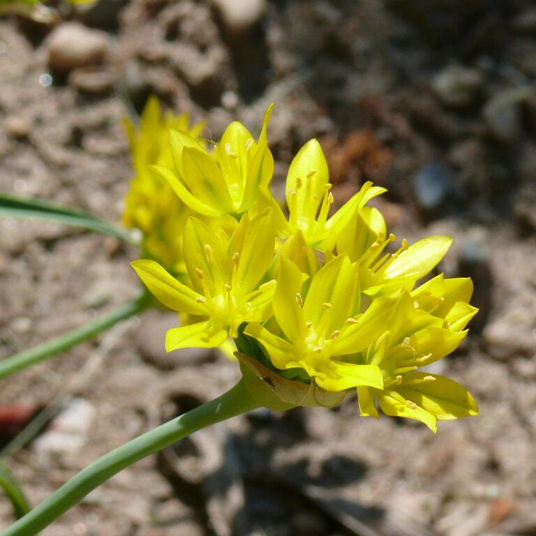 Česnek zlatý (Allium moly)