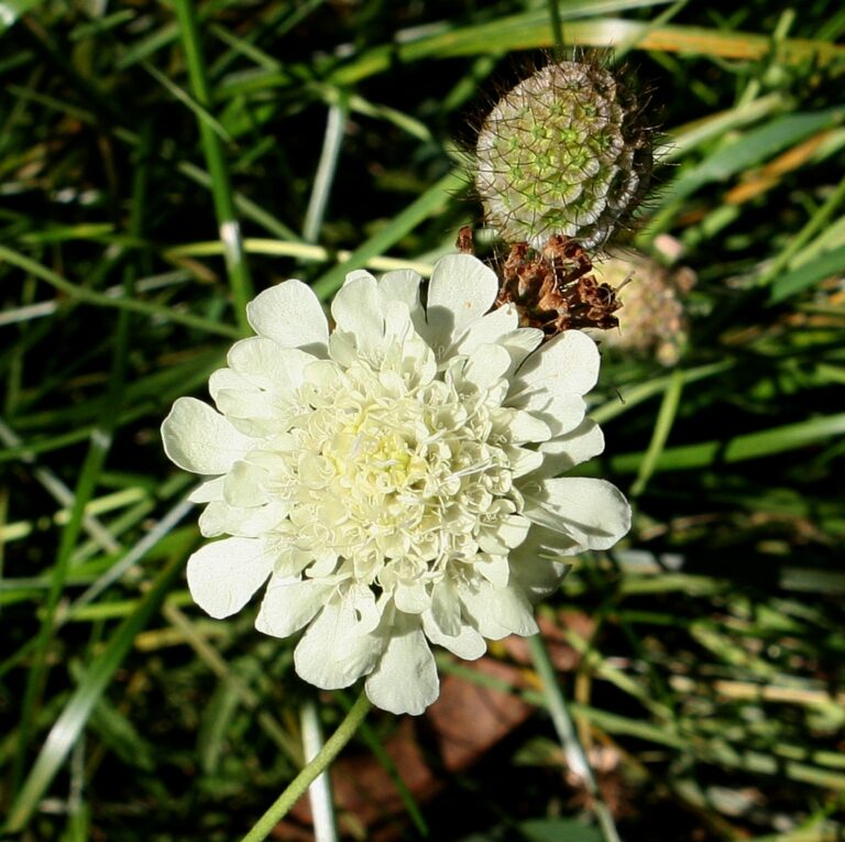 Hlaváč bledožlutý (Scabiosa ochroleuca)