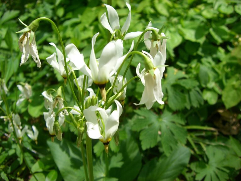 Boží květ zahradní (Dodecatheon meadia)