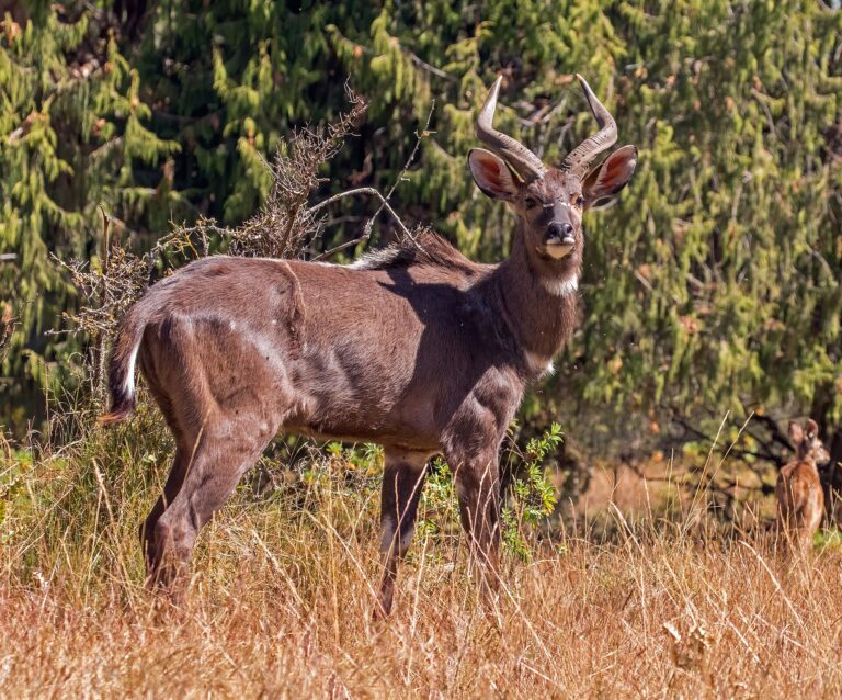 Nyala horská (Tragelaphus buxtoni)