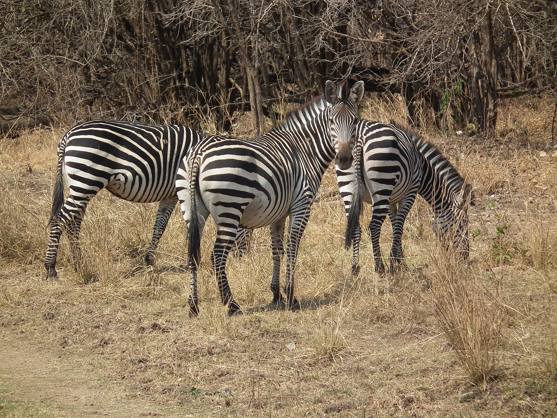 Zebra crawshayova