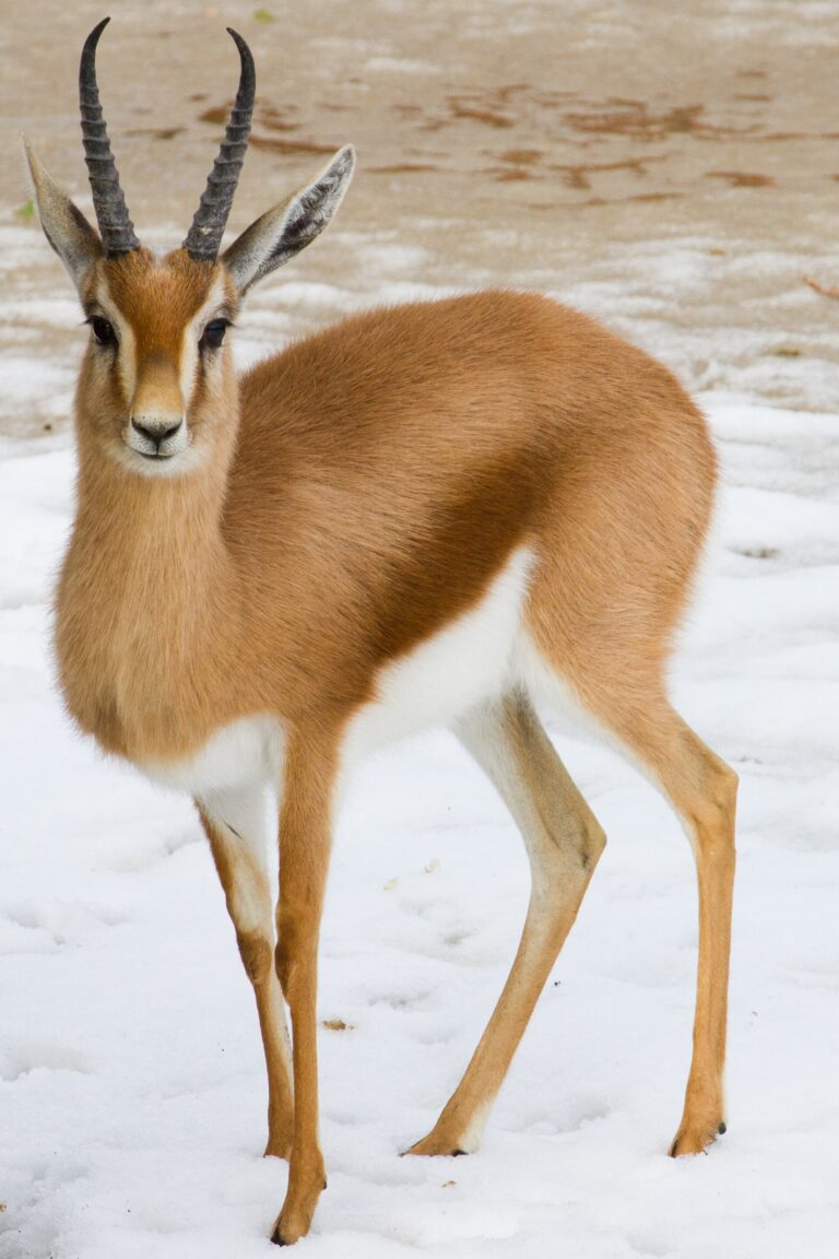 Gazela dorkas (Gazella dorcas)