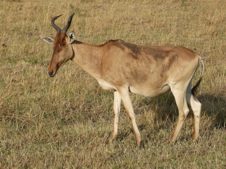 Buvolec stepní cokův Buvolec stepní cokův (Alcelaphus buselaphus cokii)