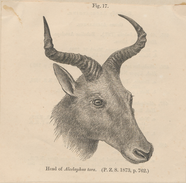 Buvolec stepní tora (Alcelaphus buselaphus tora)
