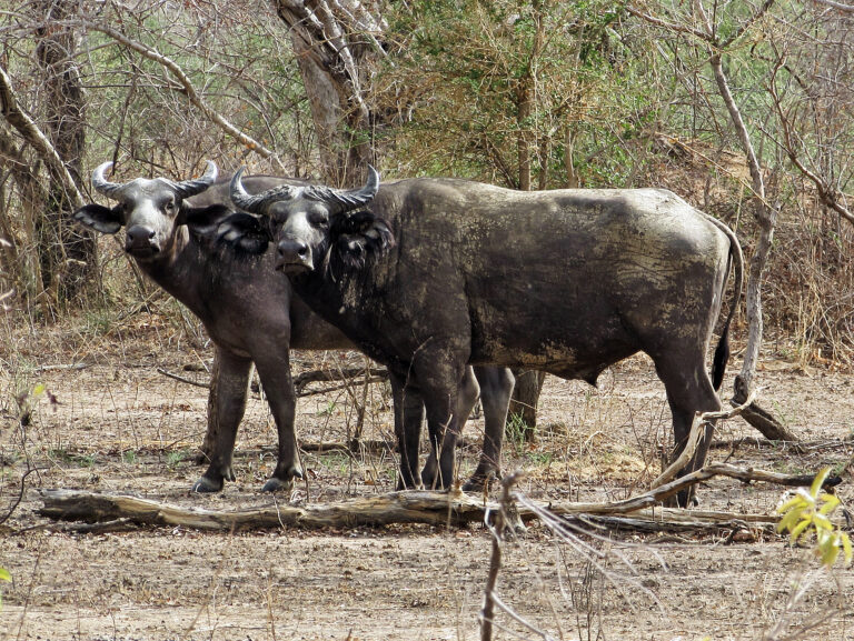 Buvol africký krátkorohý (Syncerus caffer brachyceros)