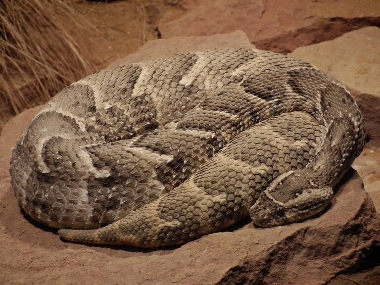 Zmije útočná (Bitis arietans)