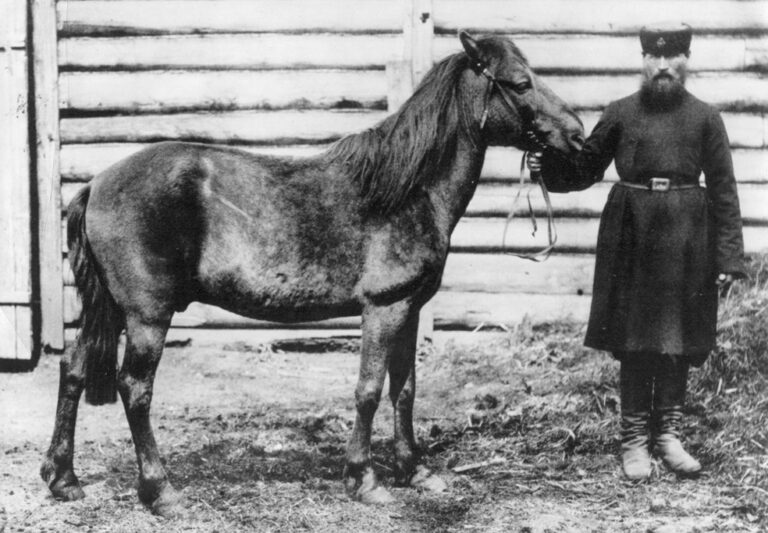Tarpan lesní Tarpan lesní (Equus ferus ferus)