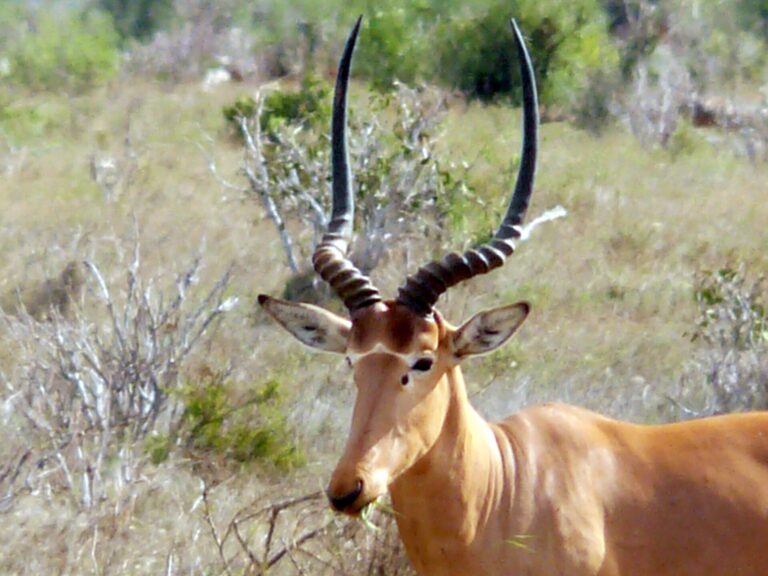 Hirola (Beatragus hunteri)
