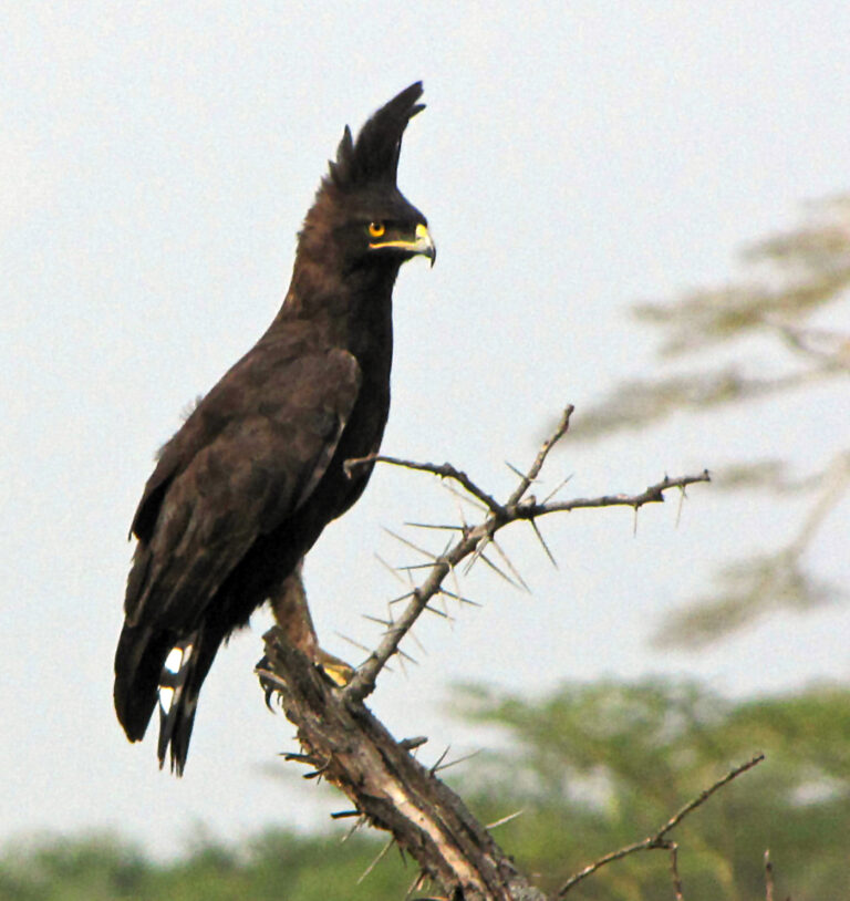 Orel chocholatý Orel chocholatý (Lophaetus occipitalis)