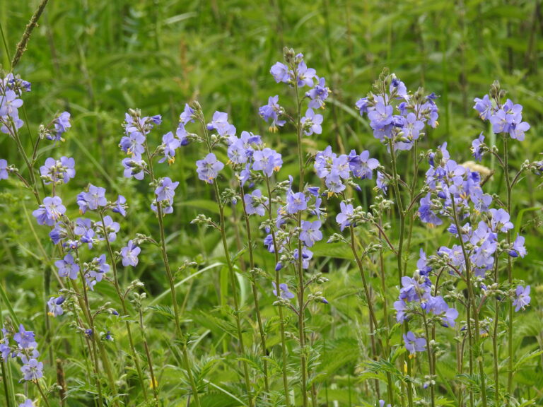 Jirnice modrá (Polemonium caeruleum)