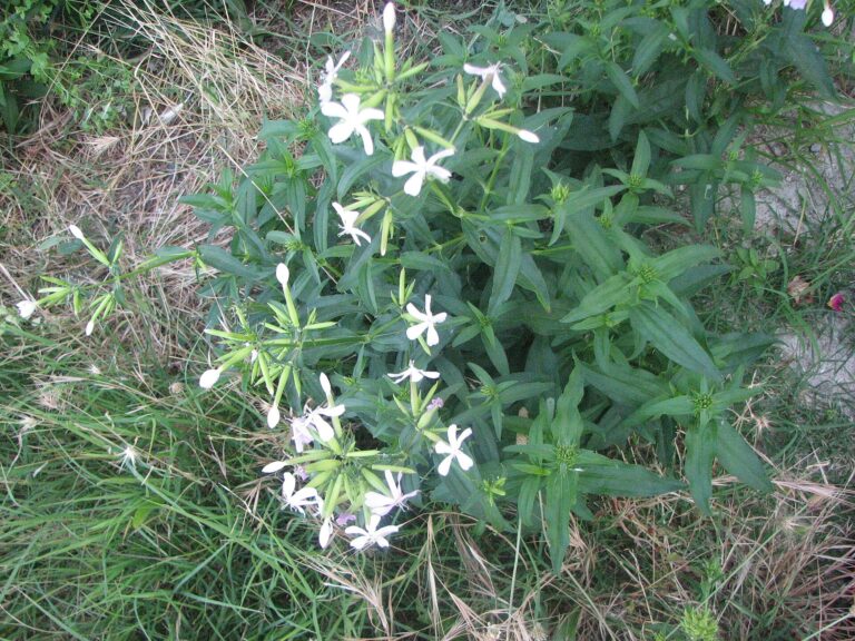 Mydlice lékařská (Saponaria officinalis)