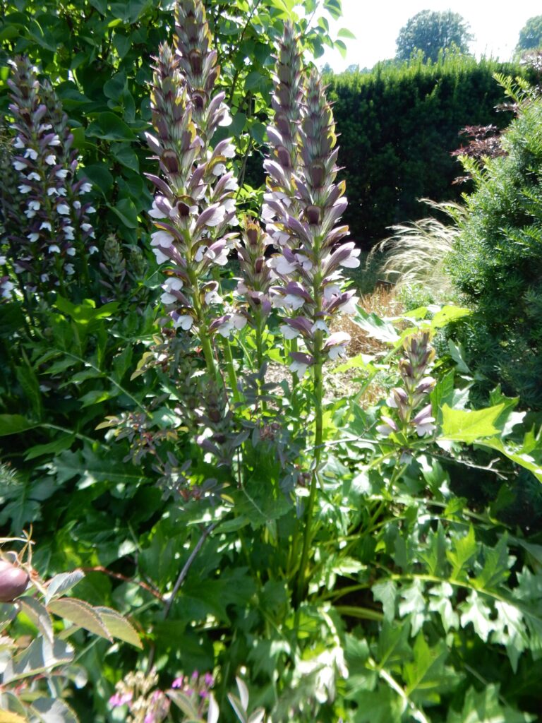 Paznehtník dlouholistý (Acanthus balcanicus)
