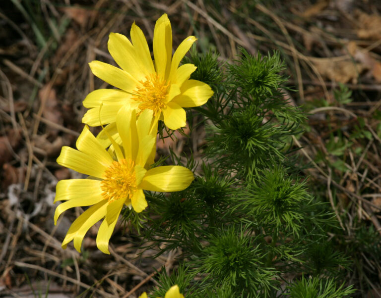 Hlaváček jarní (Adonis vernalis)