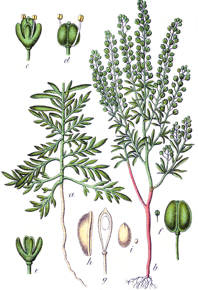 Řeřicha rumní