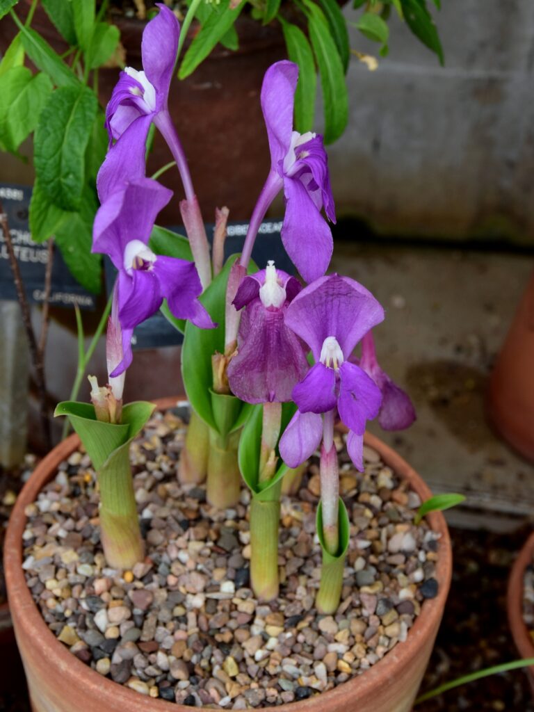 Roscoea humeana (Roscoea humeana)