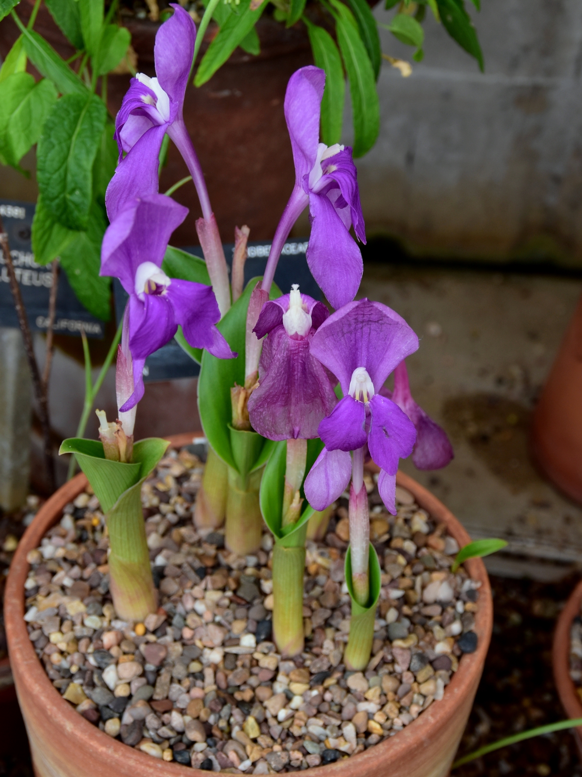 Roscoea humeana