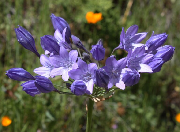 Triteleia laxa (Triteleia laxa)